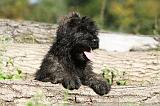 BOUVIER DES FLANDRES 143